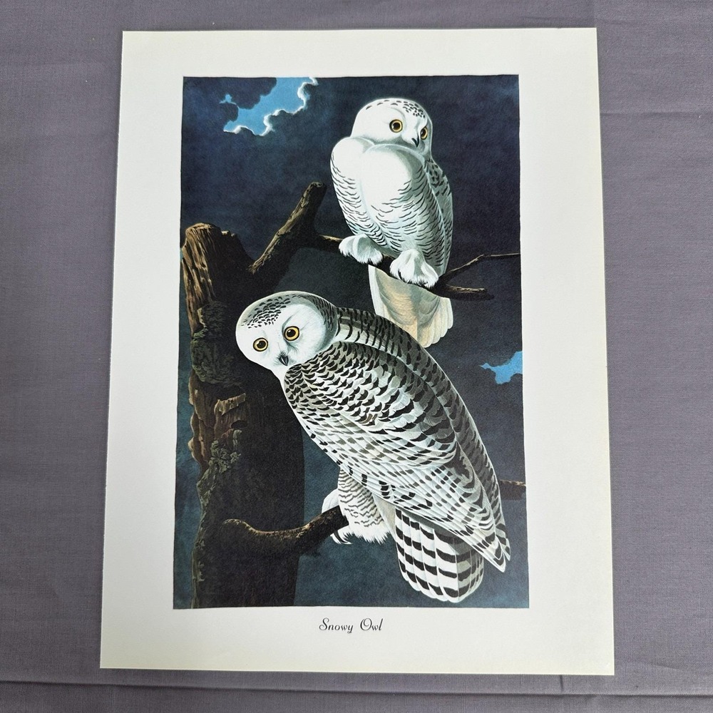 1950 Vintage Snowy Owl Print  American Bird Wall Art Illustration Audubon